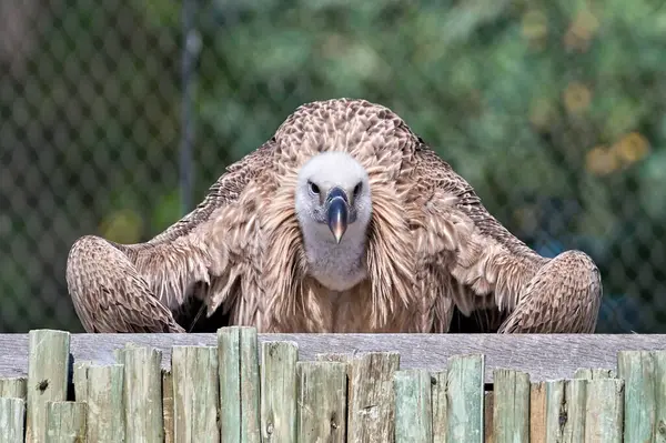 Gyps rueppellii namı diğer Rppell 'in Çek Cumhuriyeti' ndeki Zoo Zlin Lesna 'daki Griffon akbabası. Komik duruşu olan dev bir kuş. Komik hayvan fotoğrafı..