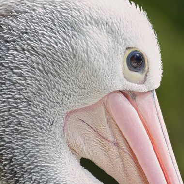 Pelecanus conspicillatus namı diğer Avustralyalı Pelikan. Yakın plan portre. Göz detayı. Çek Cumhuriyeti 'nde hayvanat bahçesindeki büyük kuş Lesna Zlin.