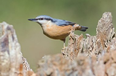 Yaygın kuş Sitta europaea diğer adıyla Avrasya tımarhanesi ağaçta sürünüyor. Yakın plan portre. Bulanık arkaplanda izole.