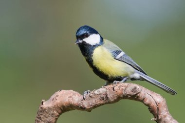 Parus major aka great tit perched on the dry tree. Common bird in Czech republic. Isolated on blurred background. clipart