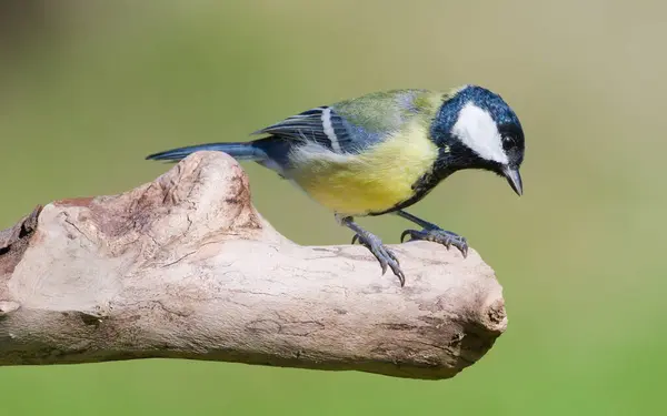 Stock image Parus major aka great tit perched on the dry tree. Common bird in Czech republic. Isolated on blurred background.