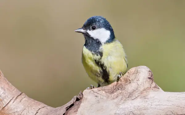 Parus major aka great tit perched on the dry tree. Common bird in Czech republic. Isolated on blurred background.
