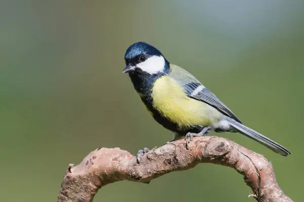 stock image Parus major aka great tit perched on the dry tree. Common bird in Czech republic. Isolated on blurred background.