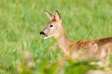 Capreolus capreolus european geyik yumurtası. Açık ağızlı bir tarlada. Komik hayvan fotoğrafı..