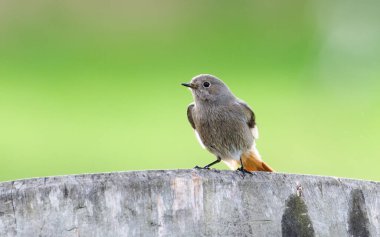 Phoenicurus ochruros namı diğer 