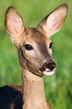 Vertical close up portrait of Capreolus capreolus aka european roe deer female on a field.  clipart