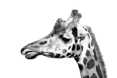 Zürafa camelopardalis rothschildi nam-ı diğer Rothschild 'ın Zürafası. Beyaz arkaplanda izole edilmiş siyah beyaz kafa portresi.