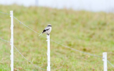 Lanius excubitor aka Great grey shrike perched on the pole.  clipart