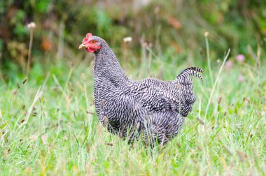 Gallus gallus domesticus namı diğer tavuk. Kırsalda küçük bir çiftlik.