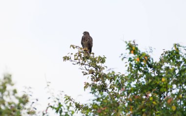 Yırtıcı kuş Buteo buteo namı diğer akbaba ağaca tünedi. Çek Cumhuriyeti 'nde yaygın yırtıcı kuş.