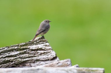 Phoenicurus ochruros aka Black redstart female perched on dry tree log. Common bird in Czech republic. Isolated on green blurred background. Funny pose. Copy space. clipart