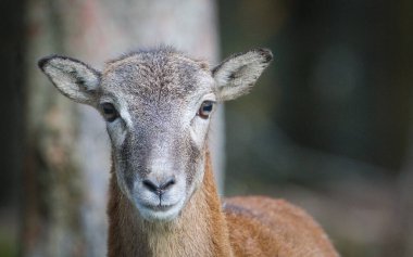 Ovis aries musimon nam-ı diğer Avrupa mouflon kadın yakın plan portresi. Çek Cumhuriyeti 'nin doğası.