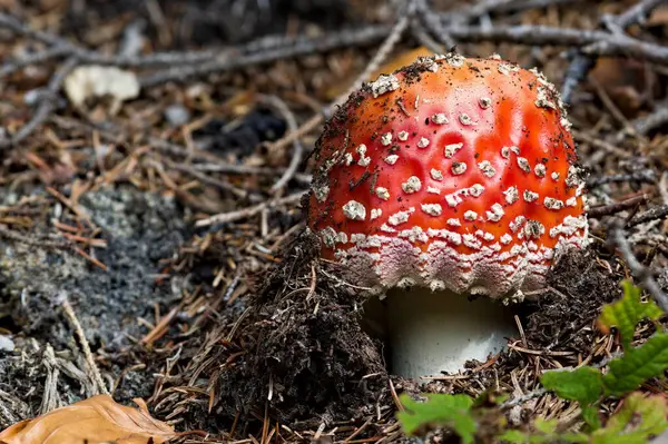 Amanita muscaria diğer adıyla 