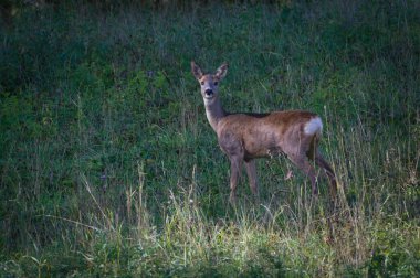 Capreolus capreolus avrupa yumurtası tarladaki çimlerin üzerinde dişi geyik.