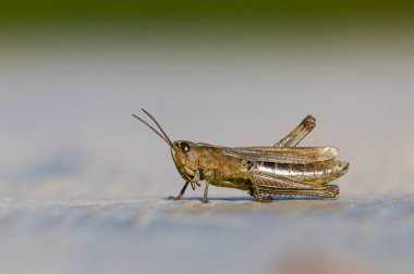 Close-up portrait of common locust, cricket, or grasshopper. Isolated on blurred background. Nature of Czech republic. clipart