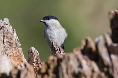 Poecile palustris aka marsh tit perched on old tree trunk. Common bird in Czech republic. Isolated on blurred background.