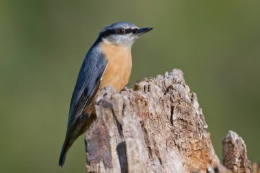 Yaygın kuş Sitta europaea nam-ı diğer Avrasya tımarhanesi güneşli noktaya tünemiş. Yakın plan portre. Bulanık arka planda izole edilmiş. Sonbaharın başı.
