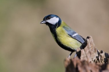 Parus major aka great tit perched on the dry tree in funny pose. Common bird in Czech republic. Isolated on blurred background.