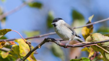 Poecile palustris aka marsh tit perched on the branch. Common bird in Czech republic. Colorful autumn leaves background.