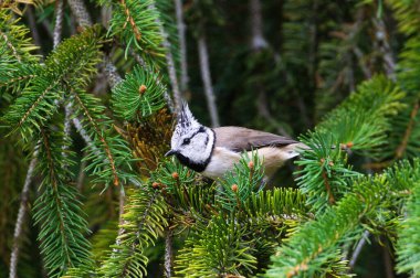 Lophophanes cristatus aka Crested tit on the tree in her natural habitat in the forest. Lovely bird with crest and red eyes. clipart