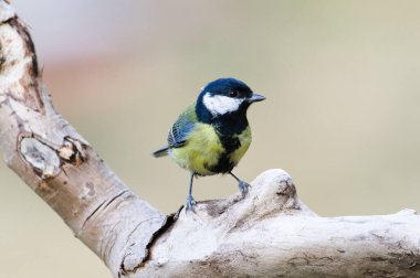 Parus major aka great tit perched on the dry tree. Common bird in Czech republic. Isolated on blurred background.