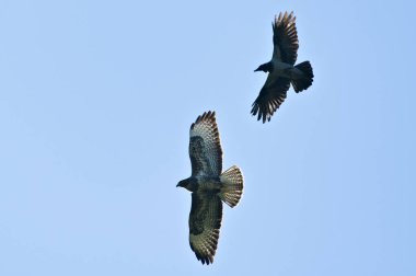 Kapüşonlu karga yırtıcı kuşa saldırıyor Buteo buteo namı diğer uçan akbaba.