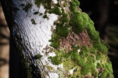 Yosun kaplı ağaç. Ormanın derinliklerinde vahşi doğa.