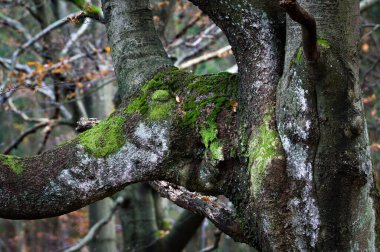 Komik dal file benziyor. Yosun kaplı ağaç. Ormanın derinliklerinde vahşi doğa.