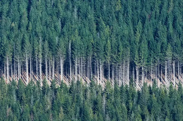 Spruce Ormanı manzarası. Doğal arka plan fotoğrafçılığı. Çek Cumhuriyeti 'nin derin ormanları.