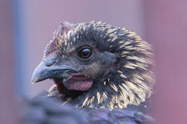 Gallus gallus domesticus nam-ı diğer tavuk portresi. Kırsalda küçük bir çiftlik.