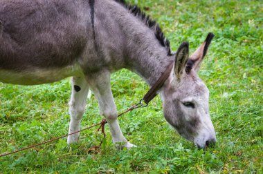 Eşek yeşil çayırda otluyor. Kırsalda küçük bir çiftlik.