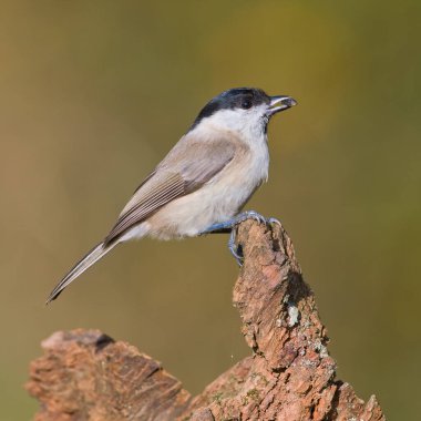 Poecile palustris aka marsh tit perched on the branch in the forest. Common bird in Czech republic. Isolated on blurred background.