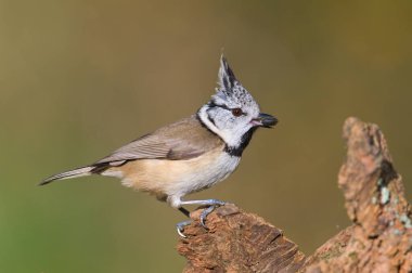 Lophophanes cristatus aka Crested tit with the seed in her beak. Lovely small bird with topknot and red eyes. Isolated on clear blurred background. clipart