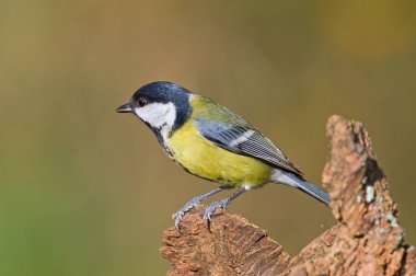 Parus major aka great tit perched on the dry tree. Common bird in Czech republic. Isolated on blurred background. clipart