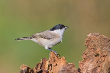 Poecile palustris aka marsh tit perched on the branch in the forest. Common bird in Czech republic. Isolated on blurred background.