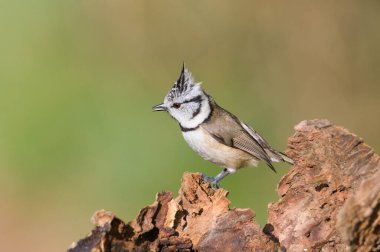 Lophophanes cristatus aka Crested tit on dry tree. Lovely small bird with topknot and red eyes. Clear blurred green background. clipart