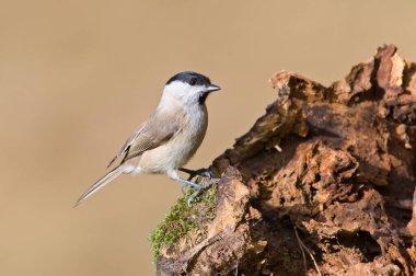 Poecile palustris aka marsh tit perched on the branch in the forest. Common bird in Czech republic. Isolated on blurred background.