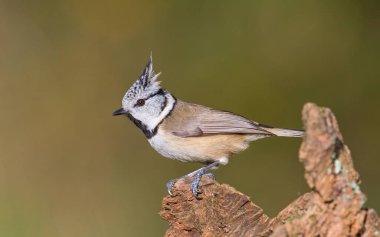 Lophophanes cristatus aka Crested tit on dry tree. Lovely small bird with topknot and red eyes. Clear blurred green background. clipart