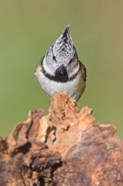 Lophophanes cristatus aka Crested tit on dry tree. Lovely small bird with topknot and red eyes. Clear blurred green background. clipart