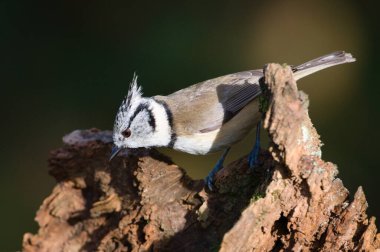 Lophophanes cristatus aka Crested tit on dry tree. Lovely small bird with topknot and red eyes. Clear blurred green background.