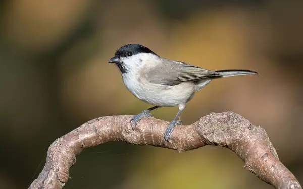 Poecile palustris aka marsh tit perched on the branch in the forest. Common bird in Czech republic. Close-up portrait isolated on blurred background.