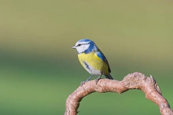 Common passerine bird Cyanistes caeruleus aka blue tit on dry tree. Isolated on clear blurred background. Close-up portrait.