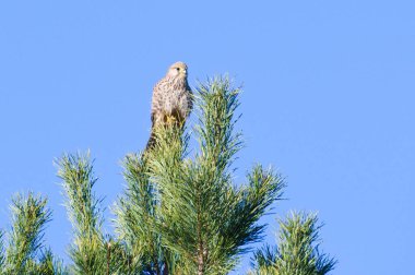 Falco tinnunculus namı diğer kerkenez çam ağacının tepesinde oturuyor. Çek Cumhuriyeti 'nde yaygın bir yırtıcı kuş. Mavi gökyüzü arkaplanında izole.