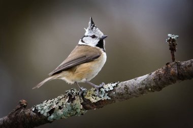 Lophophanes cristatus aka Crested tit perched on dry tree. Lovely small bird with topknot and red eyes. Clear blurred background.