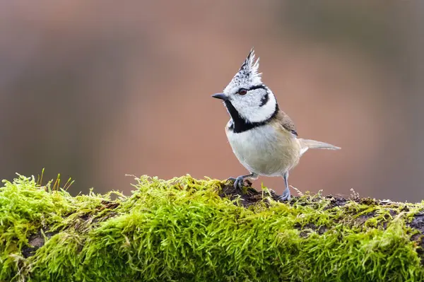 Lophophanes cristatus aka Crested tit perched on the moss. Lovely small bird with topknot and red eyes. Clear blurred background.