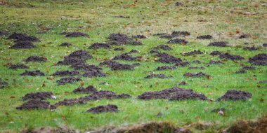 Sahada köstebek yuvaları, Avrupa köstebeği talpa europaea, haşarat - tüm Çek çiftçilerinin düşmanı. Çek Cumhuriyeti.