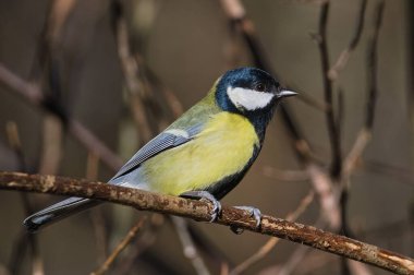 Parus major aka great tit perched on the tree branch in winter. Common bird in Czech republic. 