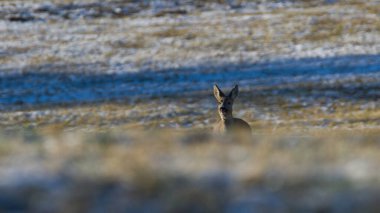 Capreolus capreolus european yumurtası dişisi kışın bir tarlada koşuyor..