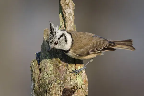 Lophophanes cristatus aka Crested tit perched on dry tree. Lovely small bird with topknot and red eyes. Clear blurred background.
