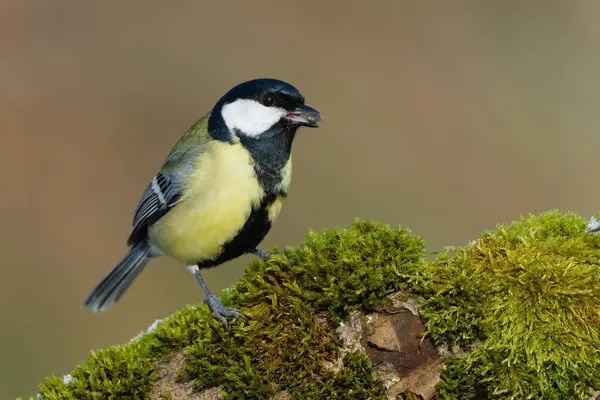 Parus major aka great tit perched on the tree branch covered by moss in winter. Seed in the beak. Common bird in Czech republic.